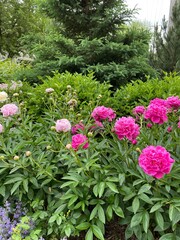 Peonies and Pine Tree