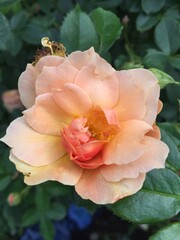 Peach rose