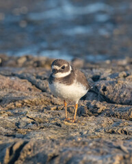 Ringed plover (Charadrius hiaticula) on a coastal area