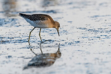Sandpiper, Wood sandpiper (Tringa glareola) Water Bird