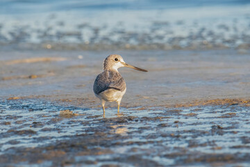 Common greenshank Tringa nebularia in a lagoon.
