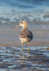 Common greenshank Tringa nebularia in a lagoon.