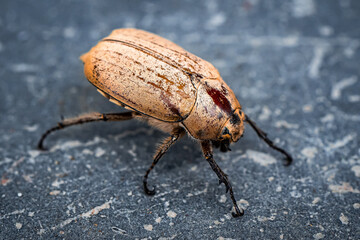 Insects Selective Focused ants killing, life on earth Micro Photography