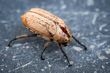 Insects Selective Focused ants killing, life on earth Micro Photography