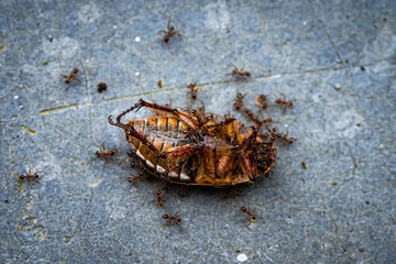 Insects Selective Focused ants killing, life on earth Micro Photography