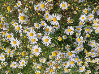 fresh camomile flowers