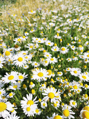 fresh camomile flowers