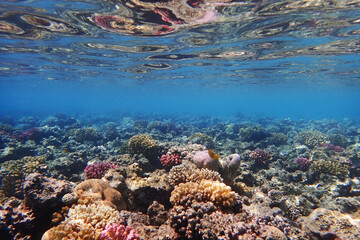 Fototapeta na wymiar coral reef in the Red Sea