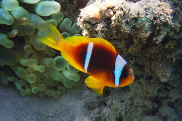 nemo fish from the Red Sea