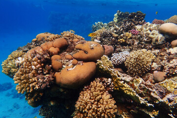 coral reef in the Red Sea