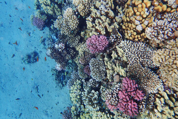 coral reef in the Red Sea