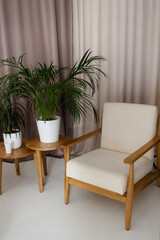 modern interior. home comfort. wooden chair, coffee table and green plants