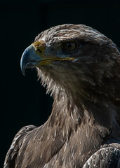 close up of a eagle