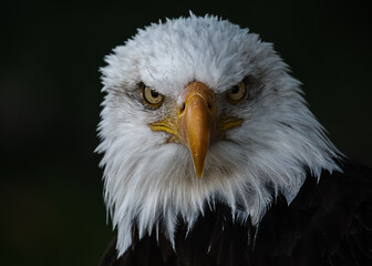 portrait of a eagle