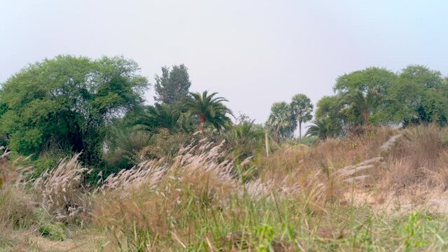In an Indian village, small pond, Kash flowers sway in autumn breeze, marking a festive season's vibrant, natural beauty.
