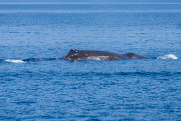Fototapeta premium ホエールウォッチングでマッコウクジラを見る