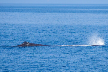 ホエールウォッチングでマッコウクジラを見る