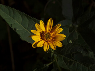 a close-up photo of a yellow flower on a dark background