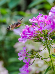 A rare visitor - Ein seltener Besucher