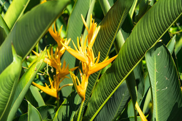 Beautiful Bird of paradise flower