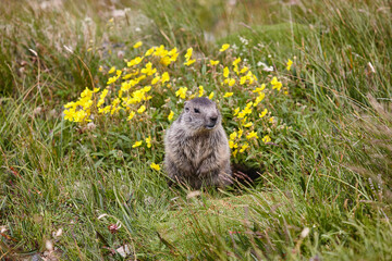 Groundhog sitting on the ground looking at camera. Wildlife. Forecaster
