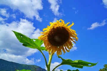 sunflower on blue sky background