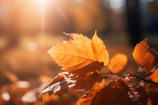 Beautiful orange and golden autumn leaves. AI Generative