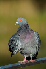 Rock dove (Columba livia)