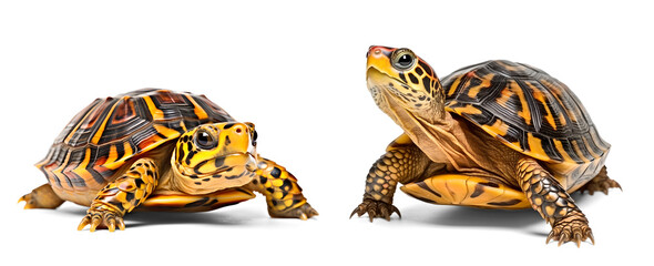Western Box Turtle on isolated transparent background