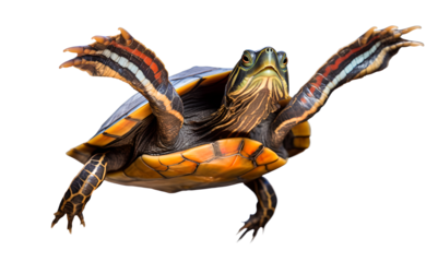 painted turtle pet swimming on isolated background