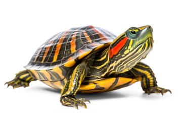Red eared turtle pet on isolated transparent background