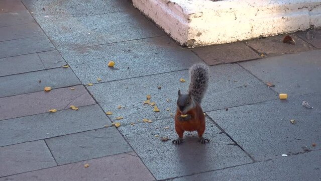 Ardilla comiendo una manzana