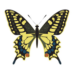 Vector butterfly  machaon. Butterfly and insect. Papilio machaon