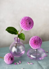 Flower arrangement with purple pompon dahlia flowers in pink mini glass vases. Romantic minimal floral still life. Home decor concept. Copy space. (Dahlia Pompon)