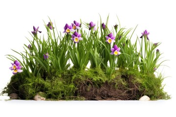 Bright miniature garden with fresh green grass, delicate flowers on a white background.