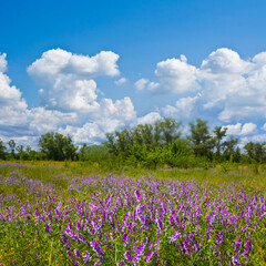 Obraz na płótnie Canvas green prairie with flowers under cloudy sky, beautiful summer outdoor landscape