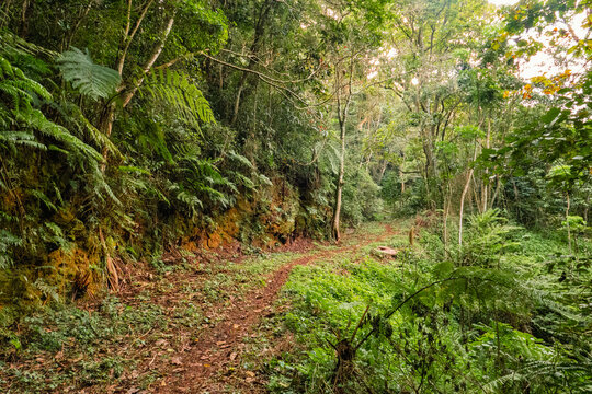 An empty hiking trail on Uluguru Mountains in Mororgoro, Tanzania