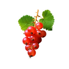 a currant. isolated transparent background
