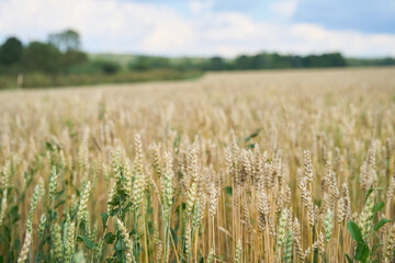 Golden wheat field with cloudy blue sky.