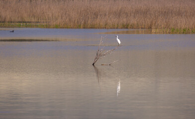 large white waterfowl on the tree, Little Egret, Egretta garzetta