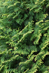 Thuja occidentalis green leaves. northern white-cedar, eastern white-cedar, arborvitae,Thuja occidentalis