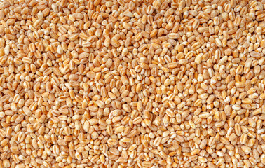 Wheat Grains, Barley Pile, Dry Cereal Seeds, Wheat Grains Heap on White