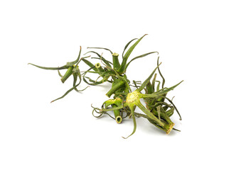 Tomato Tails Isolated, Dry Vegetable Plant with Nitrates, Pomodoro Tomato Tails Pile