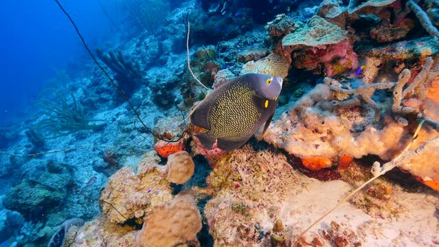 Angelfish in the coral reef of the Caribbean Sea