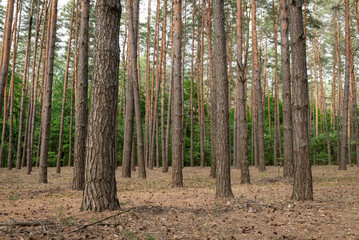 Pine forest panorama in spring and summer time, a lot of needles on the ground. Day time in the woods, wild nature, brown trunks of the trees