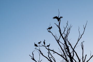 Top of the tree without leaves, many storks on it. Dry tree on the background of blue sky in the evening