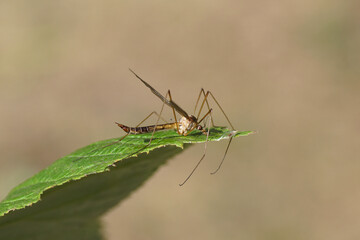 Close up female Crane fly Tipula lunata. Family Crane flies (Tipulidae). On a wet leaf. Summer, July. Dutch garden. Side view