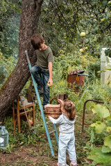 Boy and girl picking apples to basket by climbing ladder leaning against an apple tree in a garden 