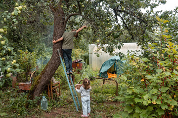 Boy and girl picking apples to basket by climbing ladder leaning against an apple tree in a garden 