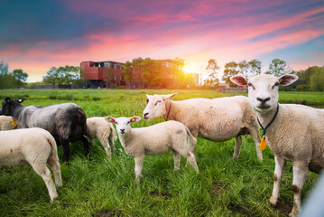 Flock of sheep grazing on beautiful mountain meadow. High quality photo © kishivan